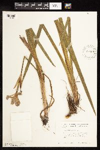 Iris versicolor image