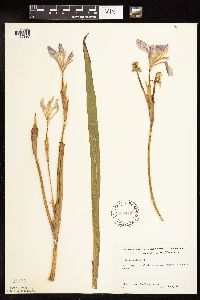 Iris versicolor image