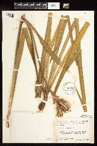 Iris versicolor image