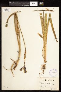 Iris versicolor image