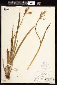 Iris versicolor image