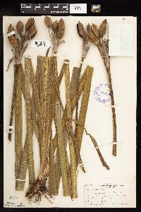 Iris versicolor image