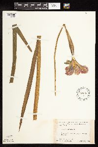 Iris versicolor image