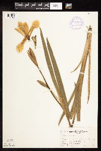 Iris versicolor image