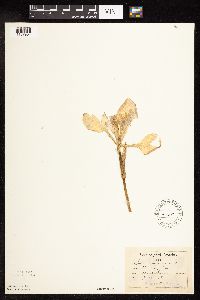 Iris versicolor image