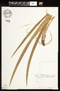 Iris versicolor image