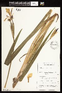Iris virginica image