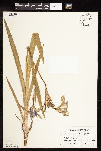 Iris virginica image