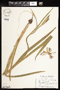 Iris virginica image
