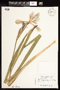 Iris virginica image
