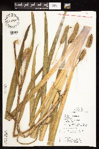 Iris virginica image