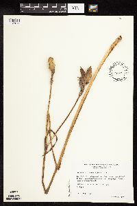 Iris virginica image