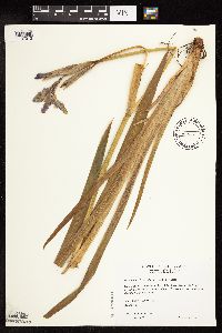 Iris virginica image