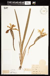 Iris virginica image