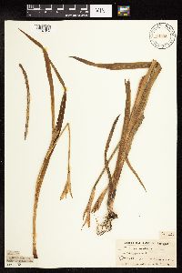 Iris virginica image