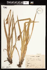 Iris virginica image