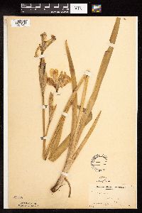 Iris virginica image