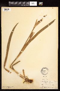 Iris virginica image