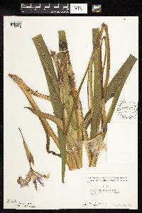 Iris virginica image