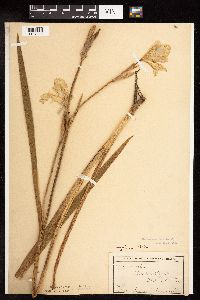 Iris virginica image