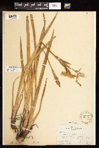 Iris virginica image