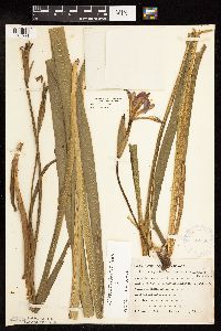 Iris virginica image