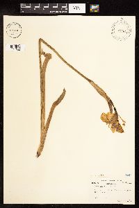 Iris virginica image