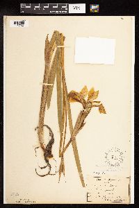Iris virginica image