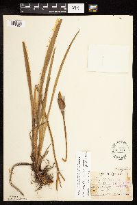 Iris virginica image