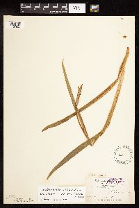 Iris virginica image