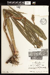 Iris virginica image