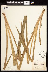 Iris virginica image