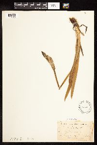 Iris virginica image