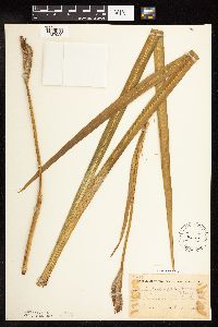 Iris virginica image