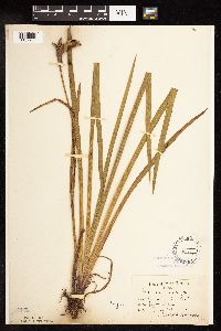 Iris virginica image