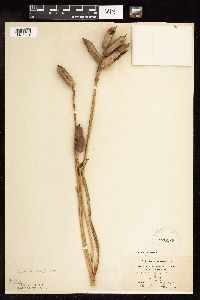 Iris virginica image