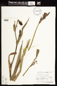 Iris virginica image