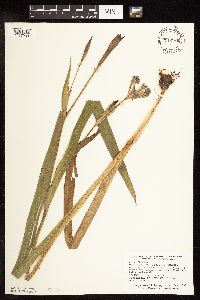 Iris virginica image