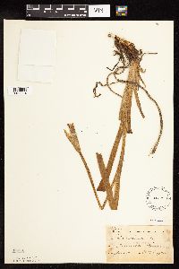 Iris virginica image