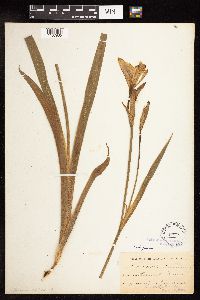 Iris virginica image