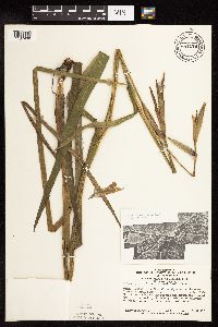 Iris virginica image