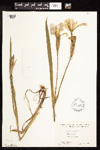 Iris virginica image