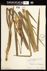 Iris virginica image