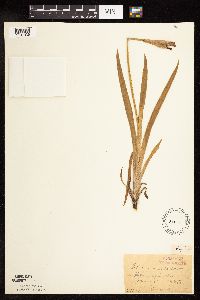 Iris virginica image