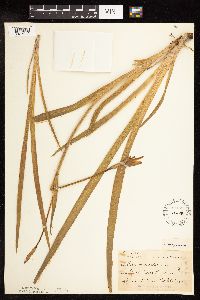 Iris virginica image