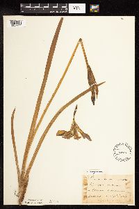 Iris virginica image