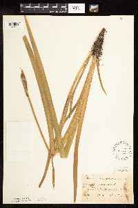 Iris virginica image