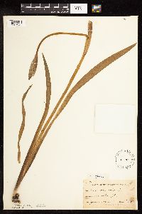Iris virginica image