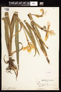 Iris virginica image