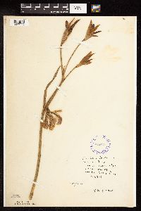 Iris virginica image